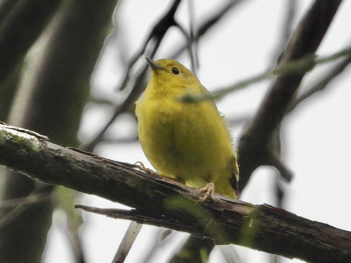 Yellow Warbler - ML622108431