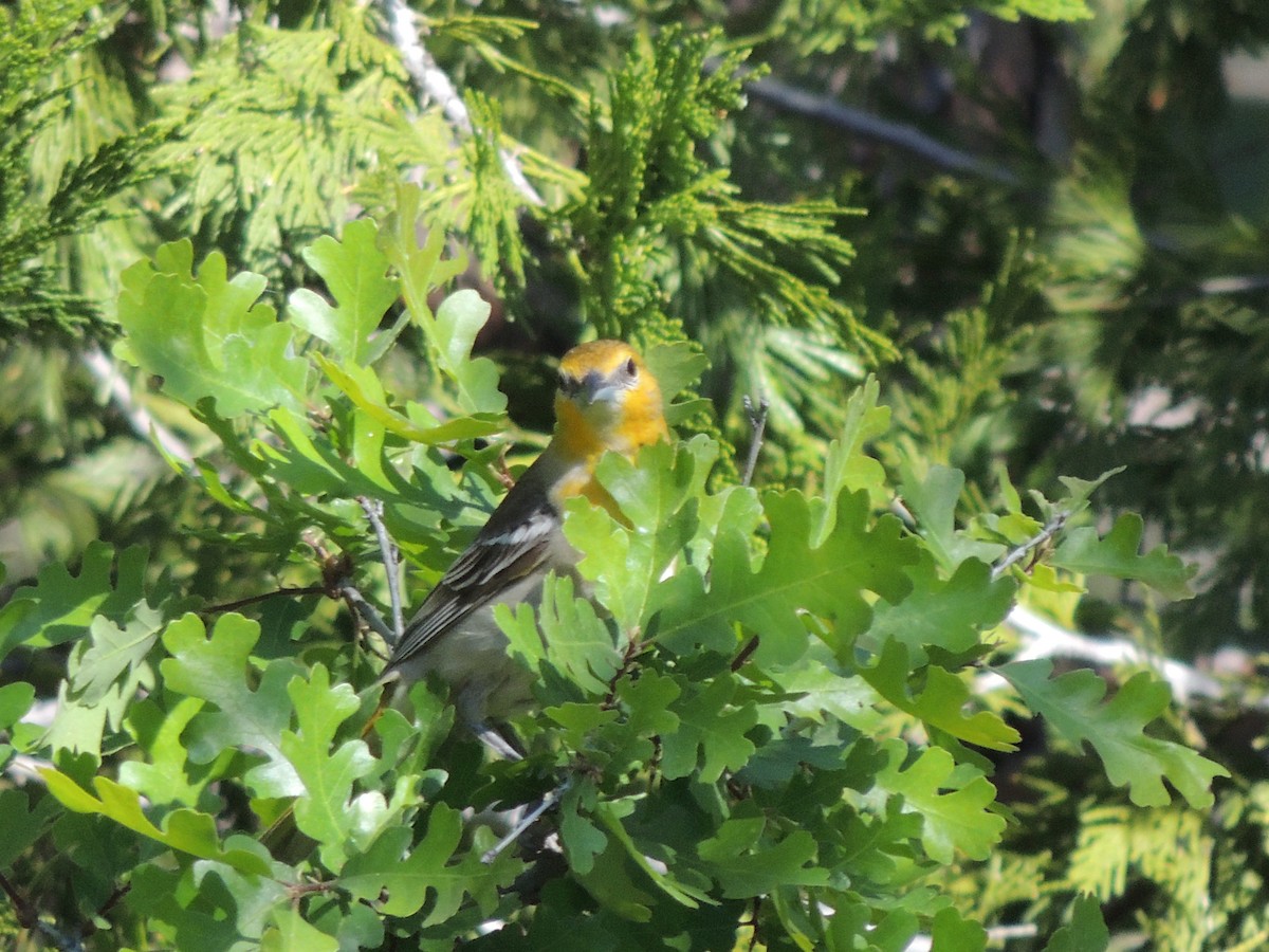 Bullock's Oriole - ML622108432