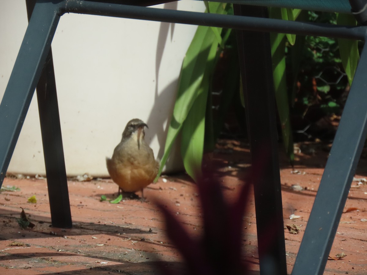 California Thrasher - ML622108451