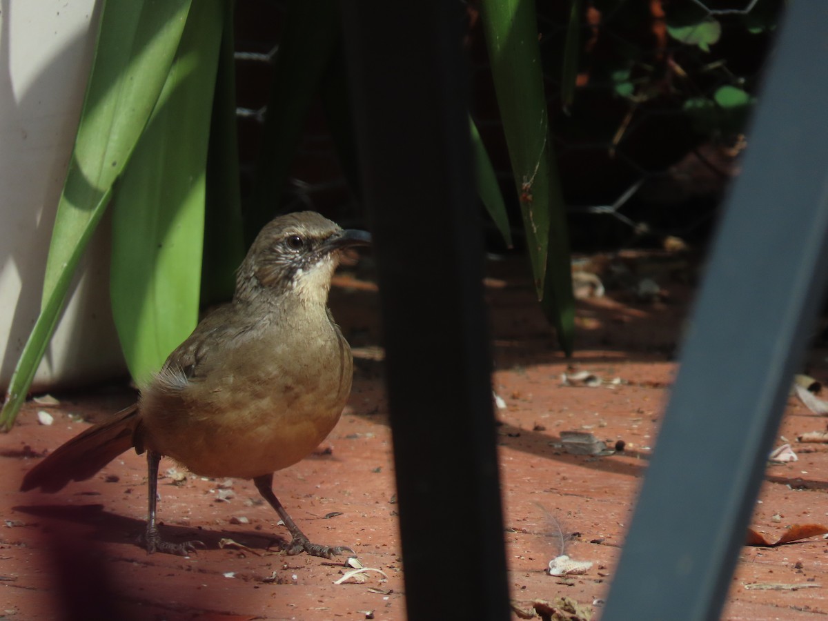 California Thrasher - ML622108452