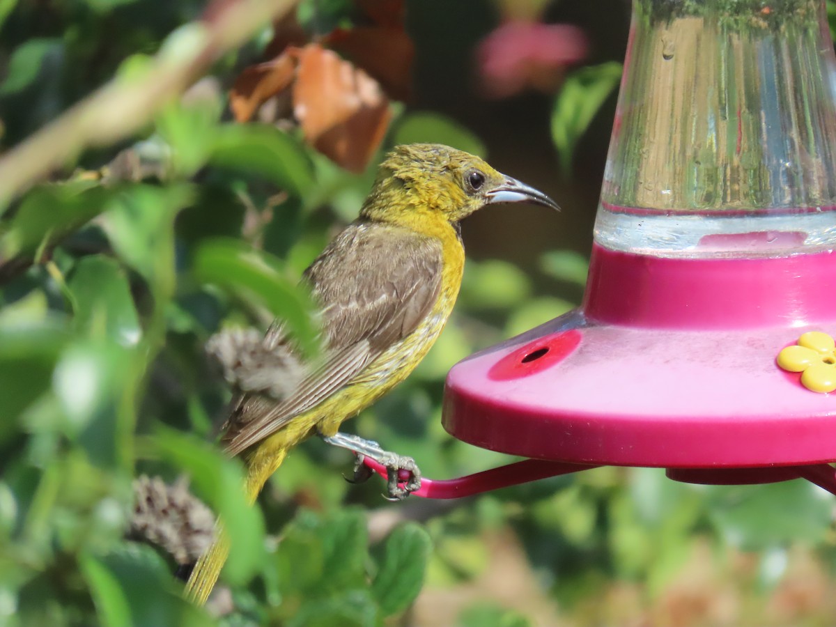 Hooded Oriole - Charley Herzfeld