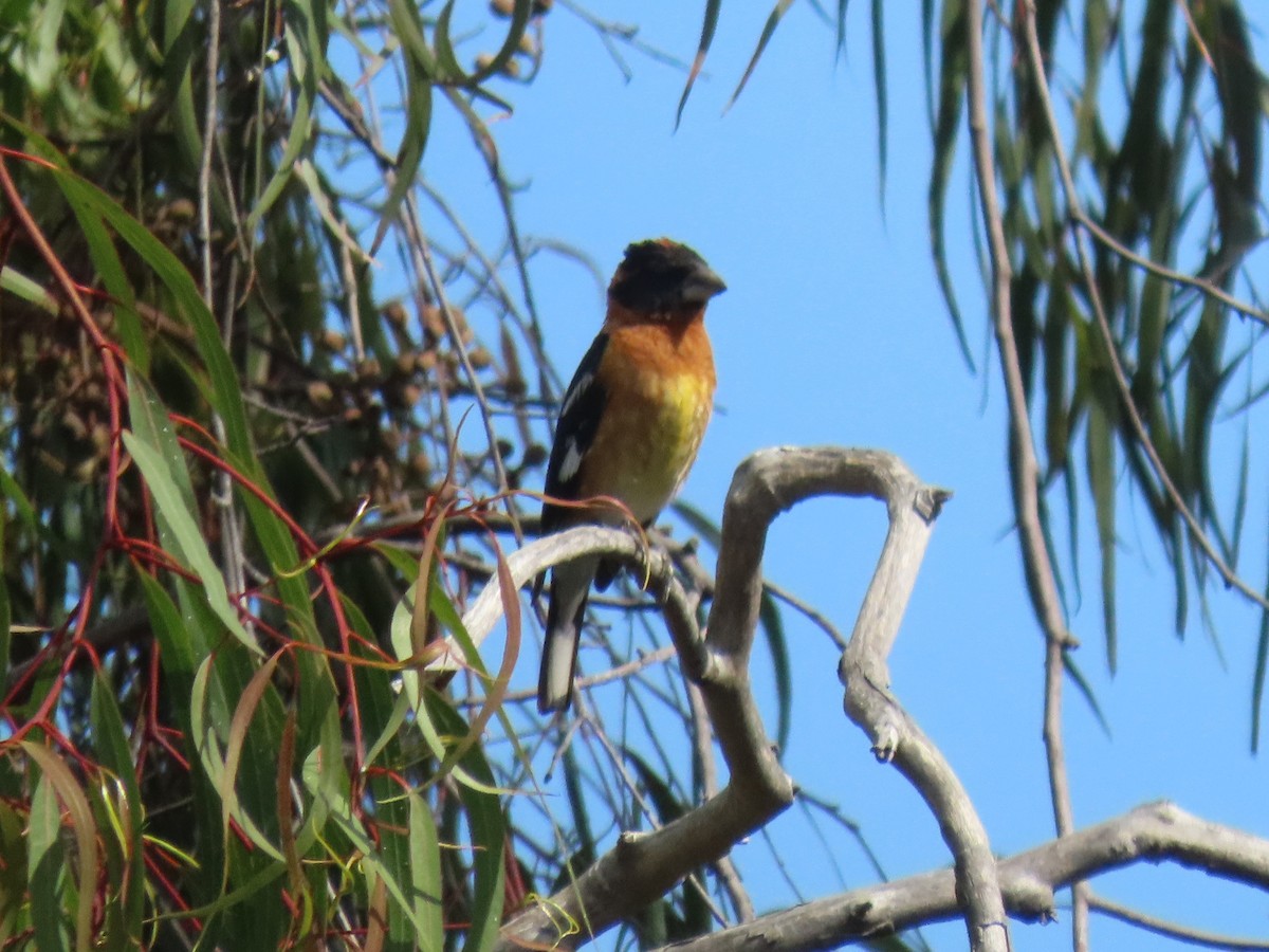 Black-headed Grosbeak - ML622108458