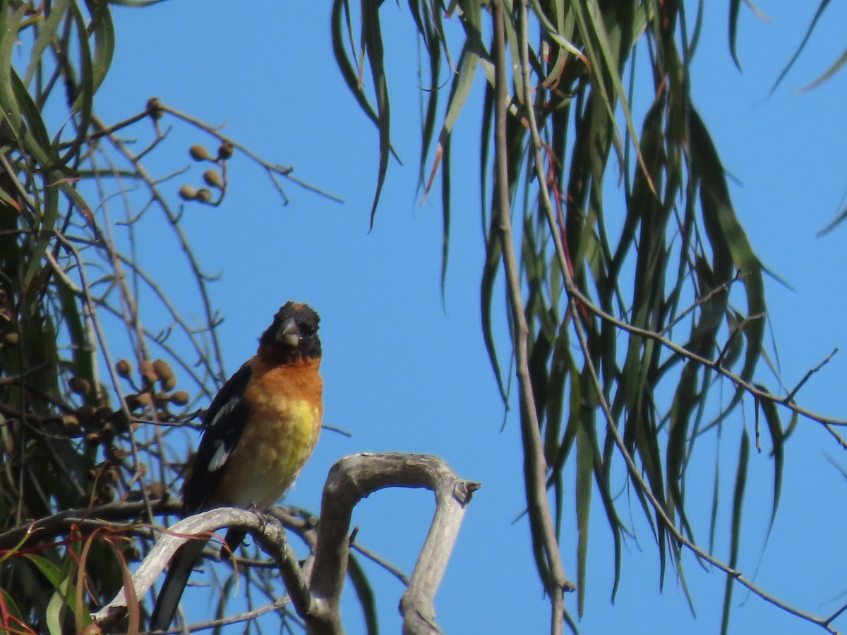 Black-headed Grosbeak - ML622108459