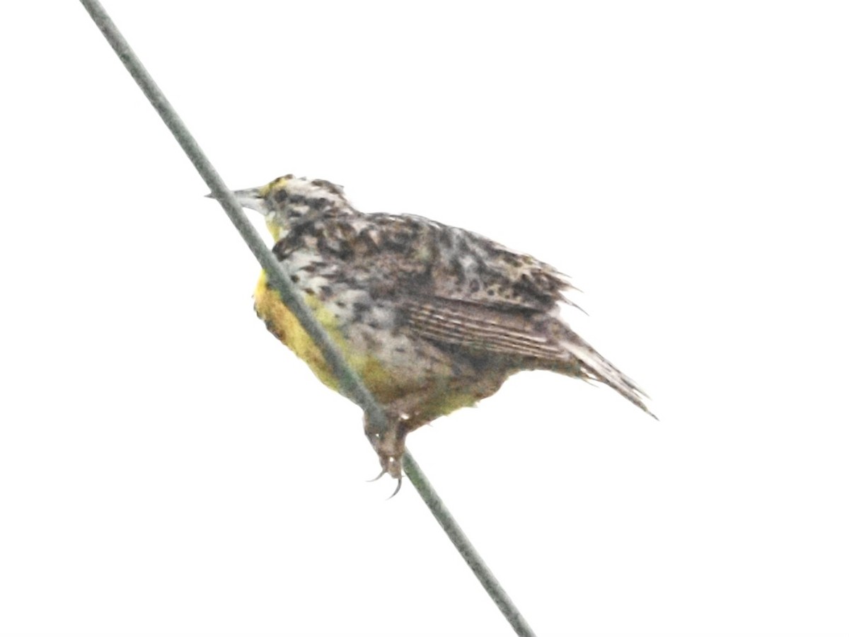 Eastern Meadowlark - ML622108462