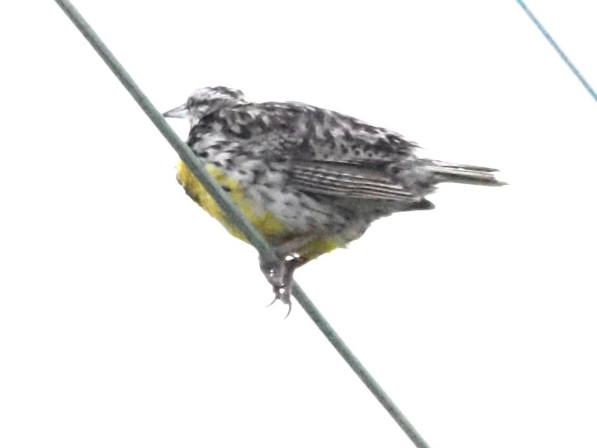 Eastern Meadowlark - ML622108466