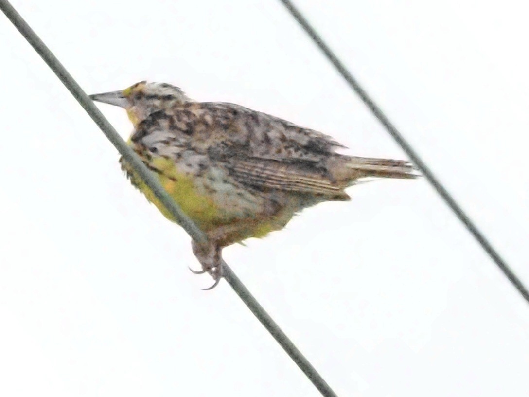 Eastern Meadowlark - ML622108472