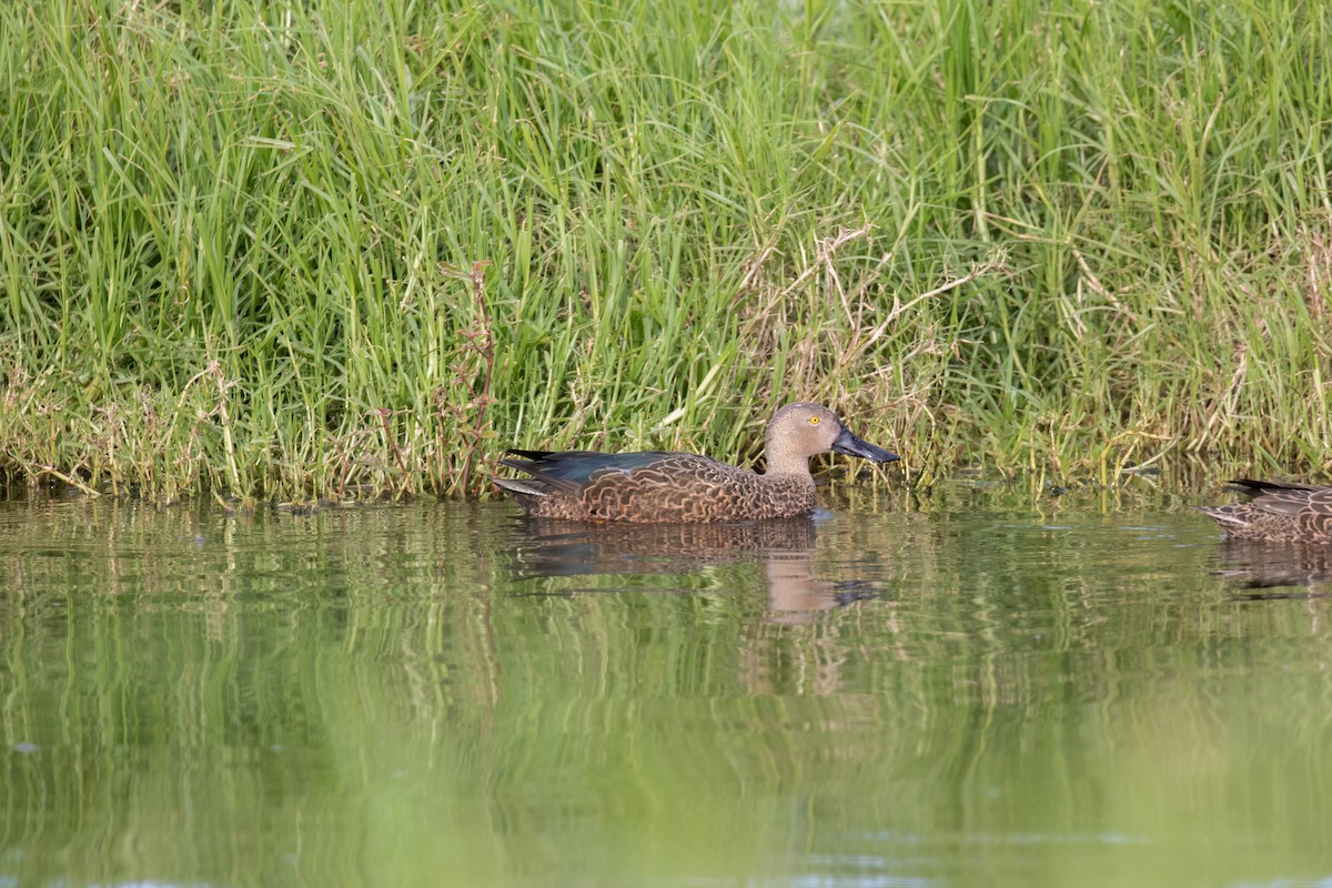 Cape Shoveler - ML622108473