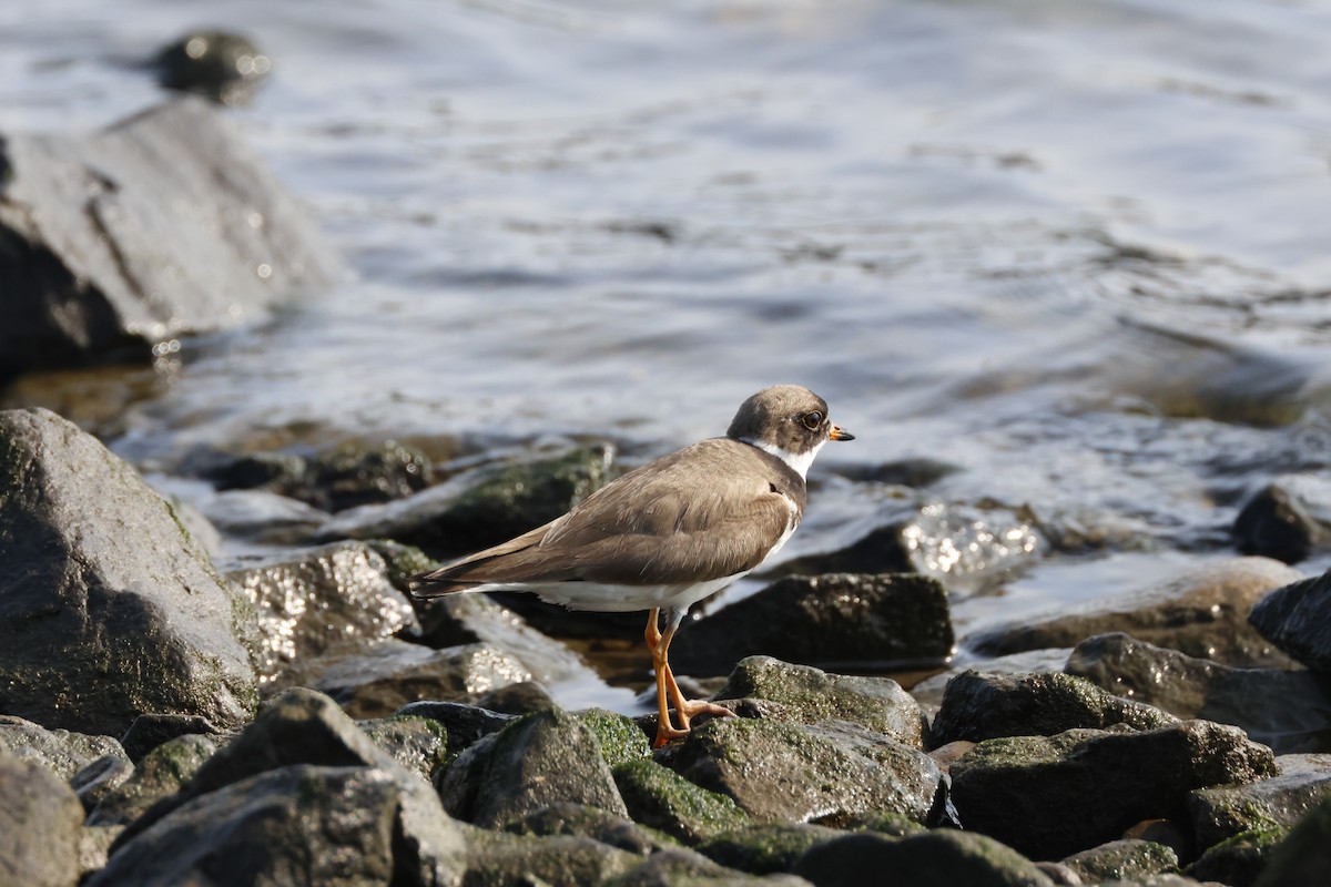 Semipalmated Plover - ML622108474