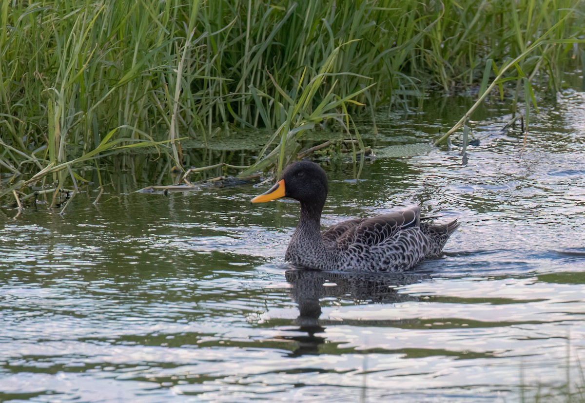 Yellow-billed Duck - ML622108480