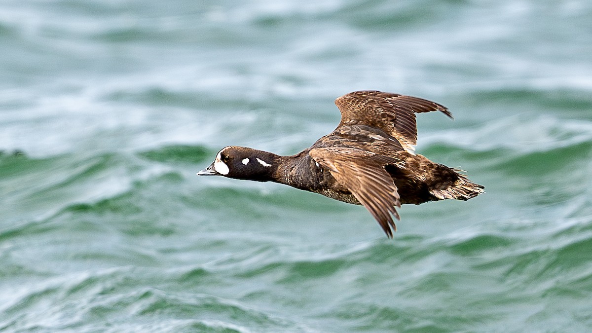 Harlequin Duck - ML622108481