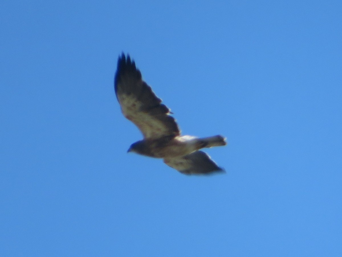 Swainson's Hawk - ML622108482