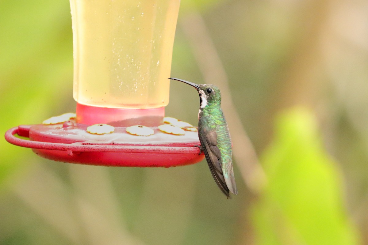 Black-throated Mango - ML622108483