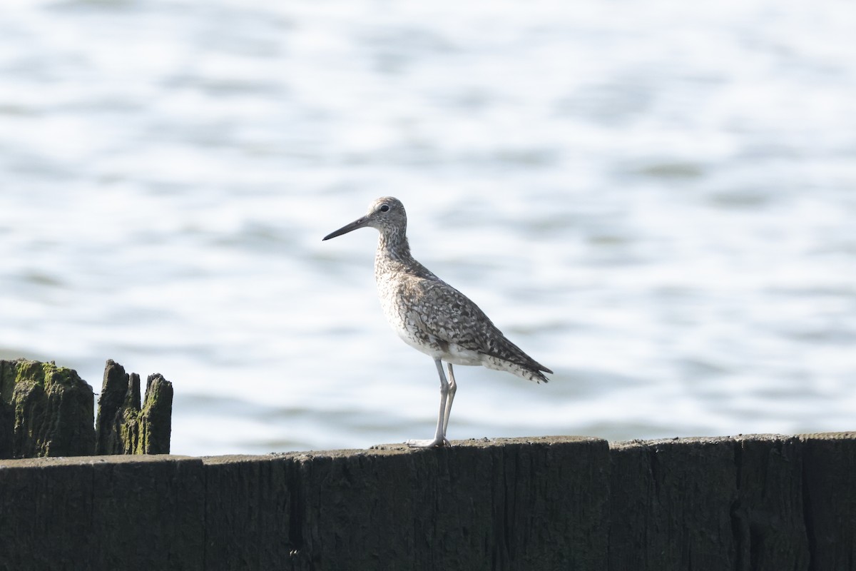 Willet (Western) - ML622108484