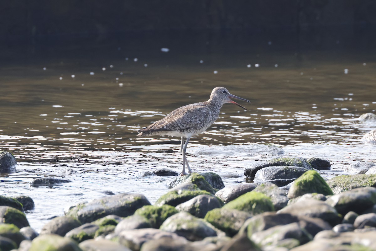 Willet (Western) - ML622108485