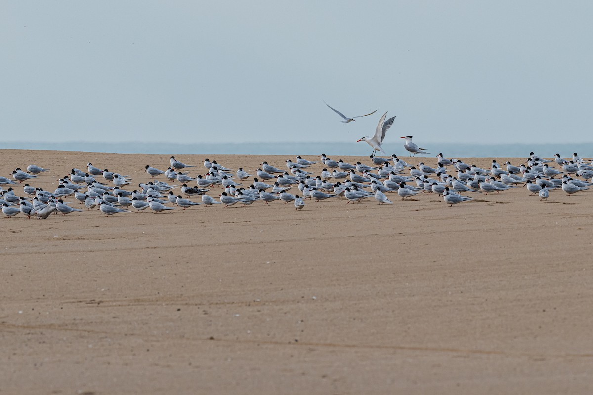 Royal Tern - ML622108487