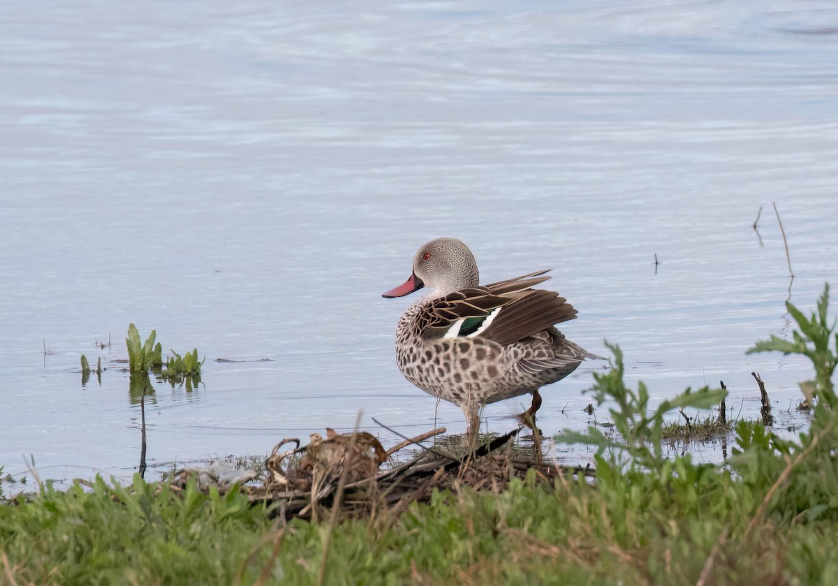 Cape Teal - ML622108488