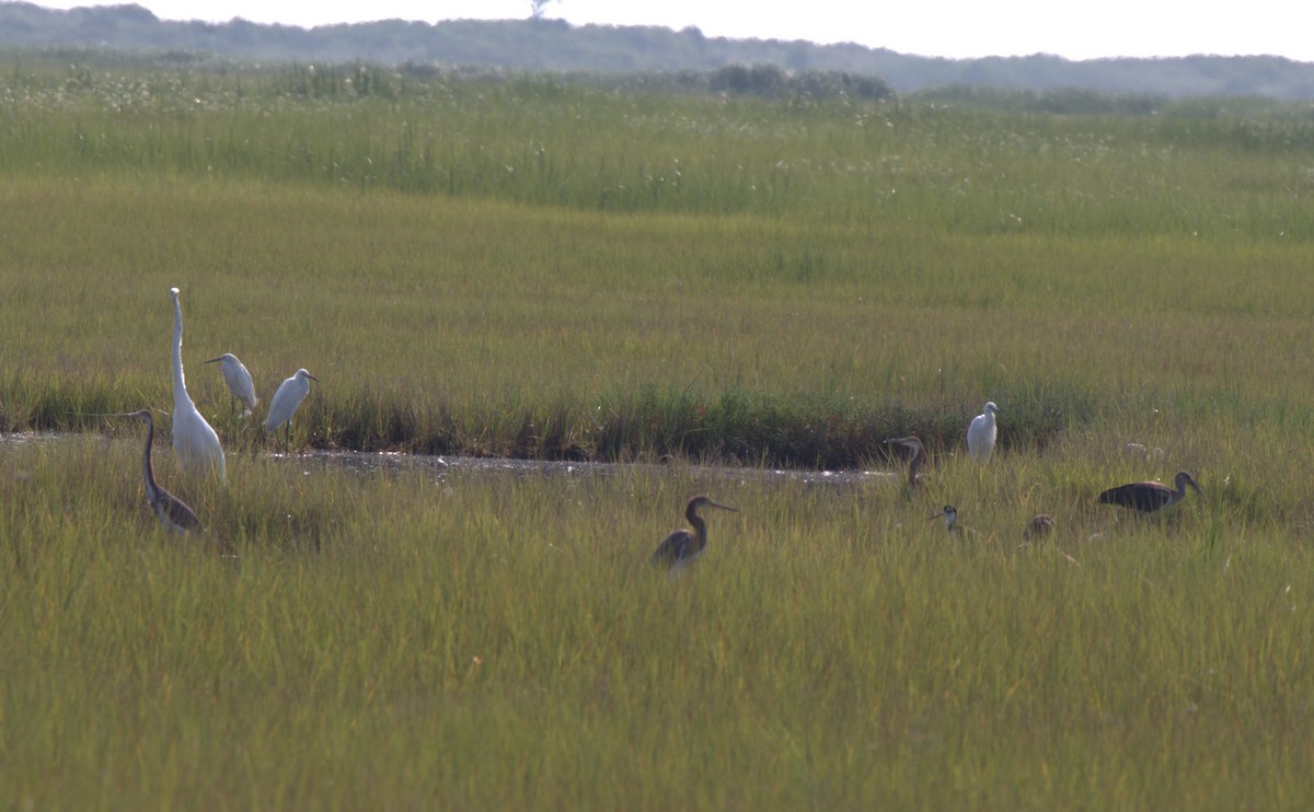 Tricolored Heron - ML622108490