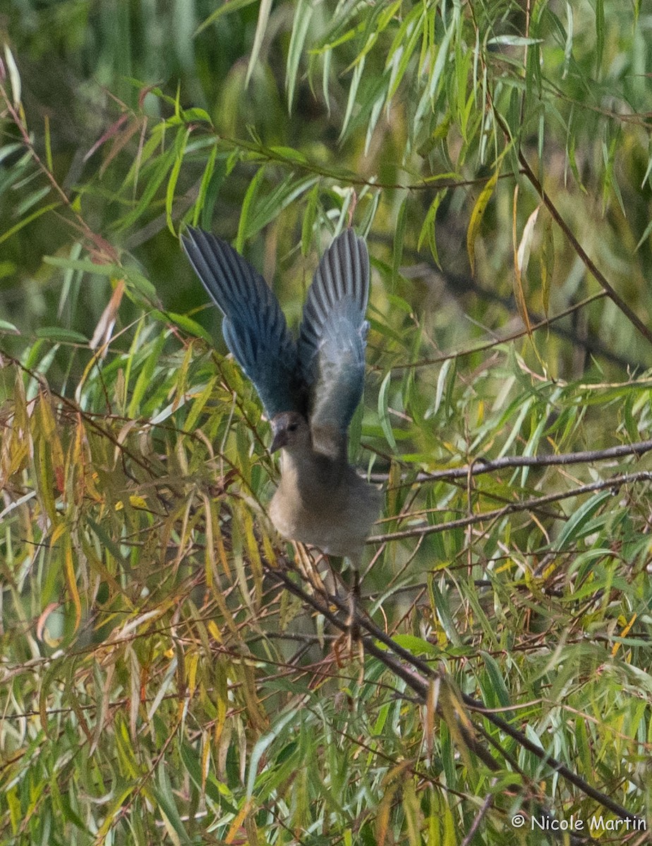 Purple Gallinule - ML622108496