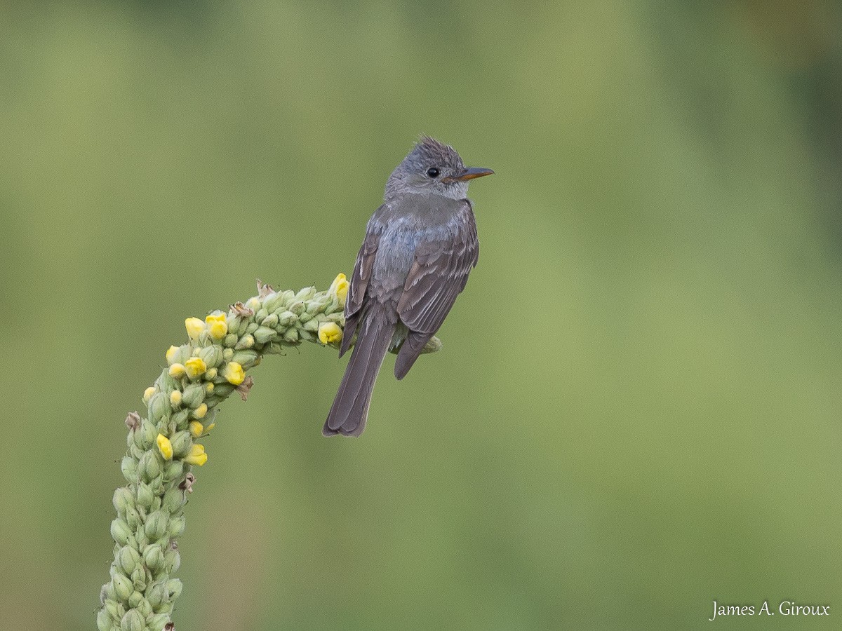 Greater Pewee - ML622108502