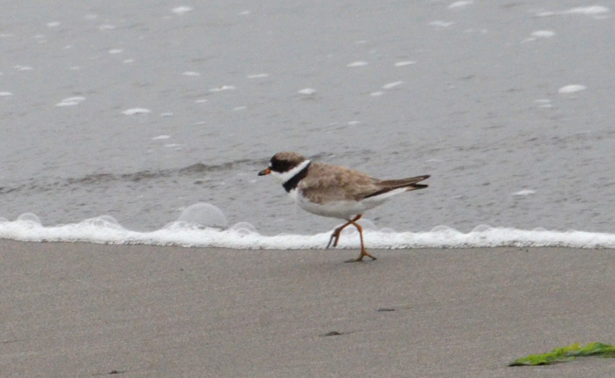Semipalmated Plover - ML622108503