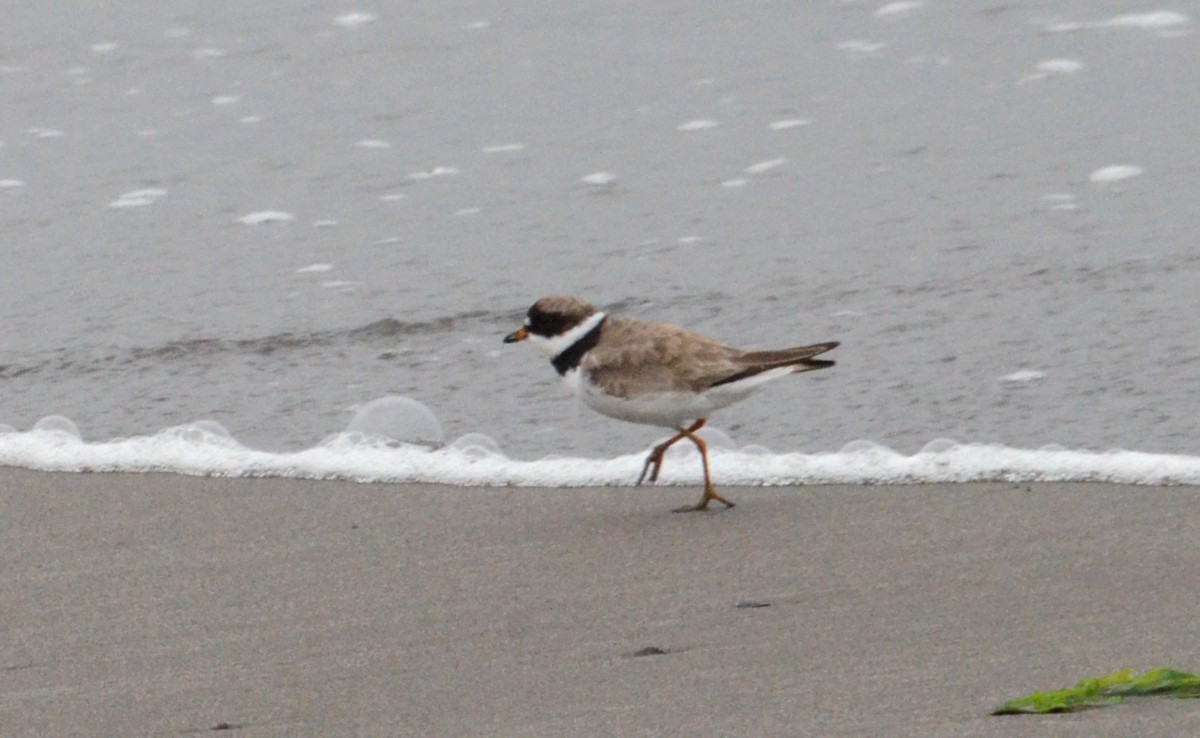 Semipalmated Plover - J. Micheal Patterson