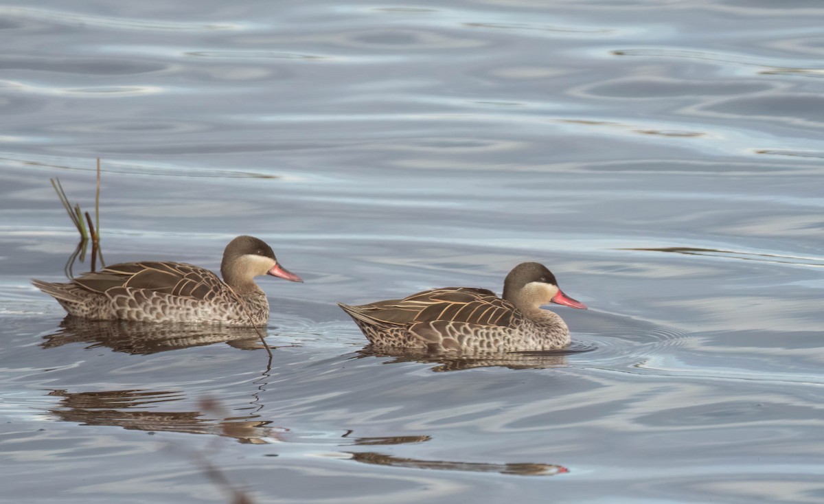 Red-billed Duck - ML622108504