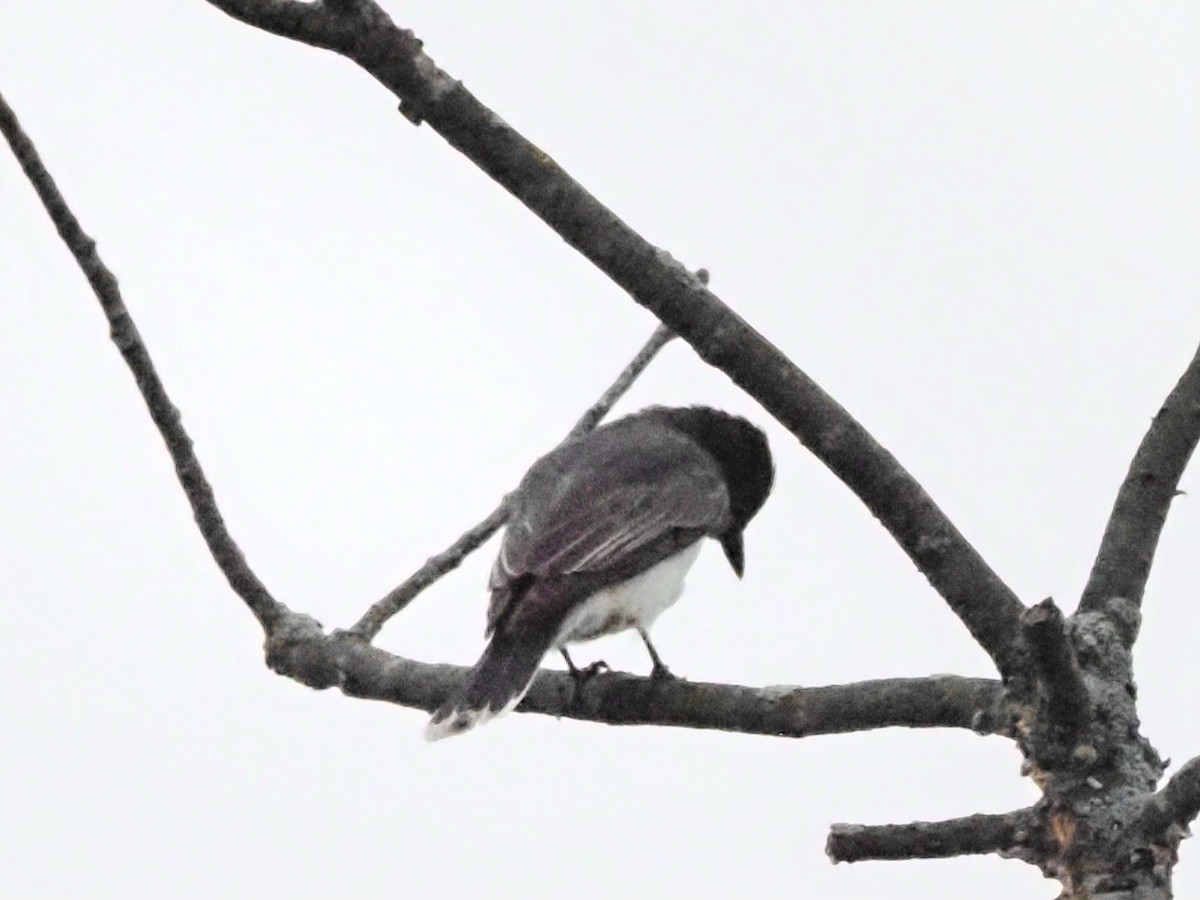 Eastern Kingbird - ML622108505