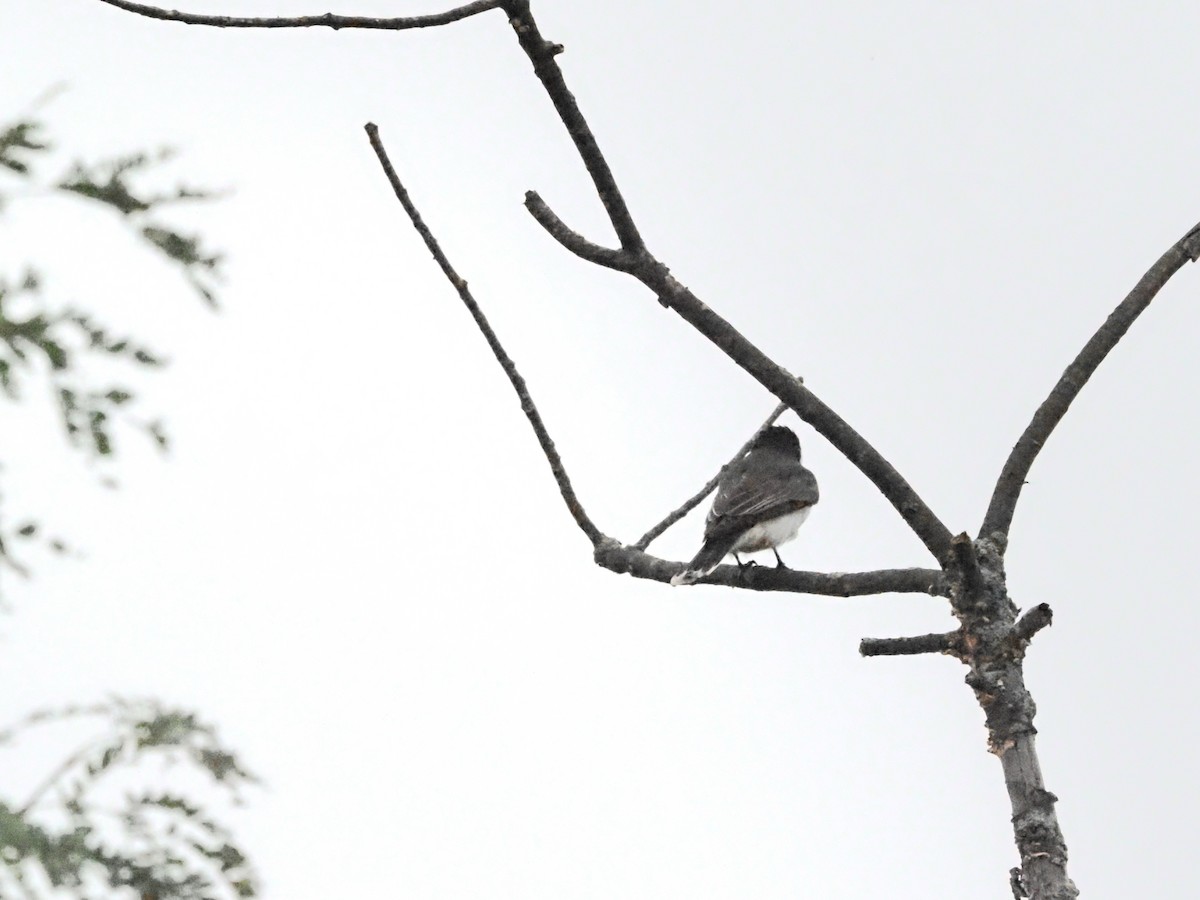 Eastern Kingbird - ML622108506