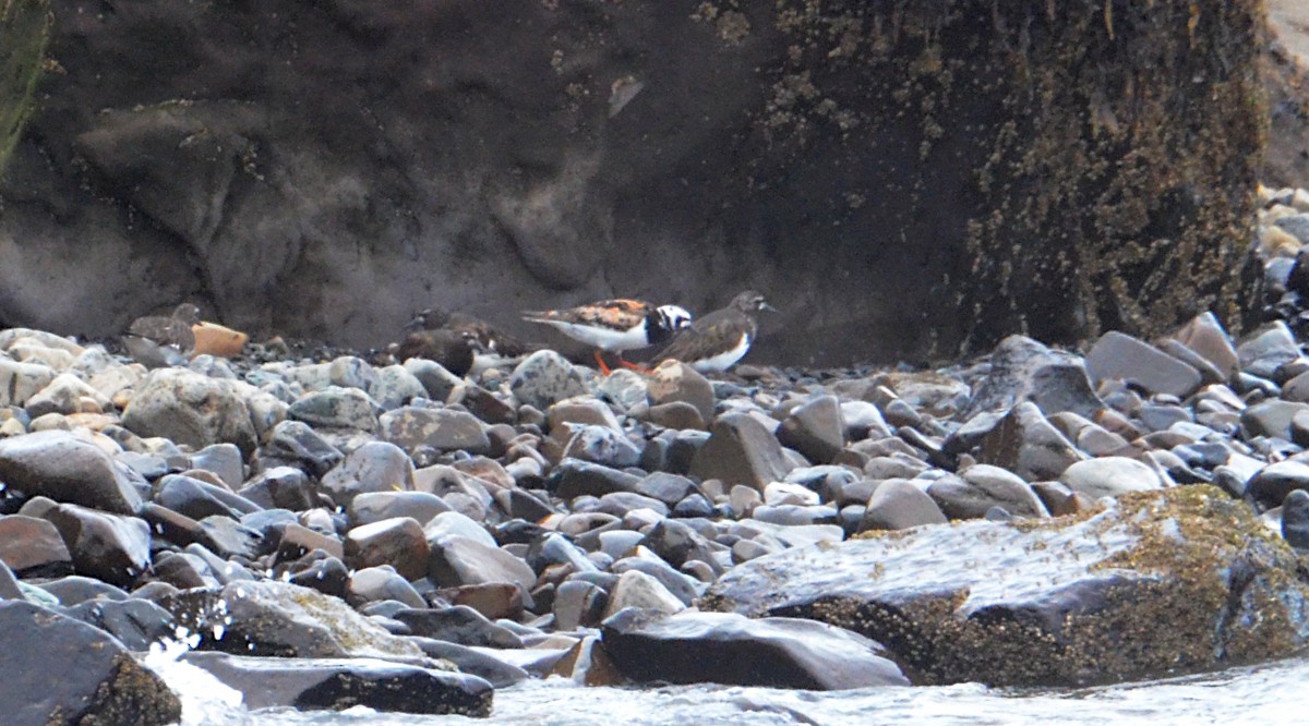 Ruddy Turnstone - ML622108519