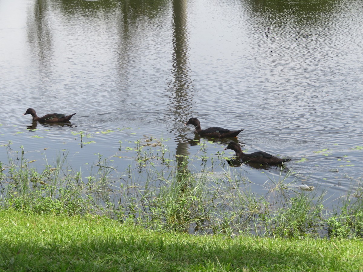 Muscovy Duck (Domestic type) - ML622108521