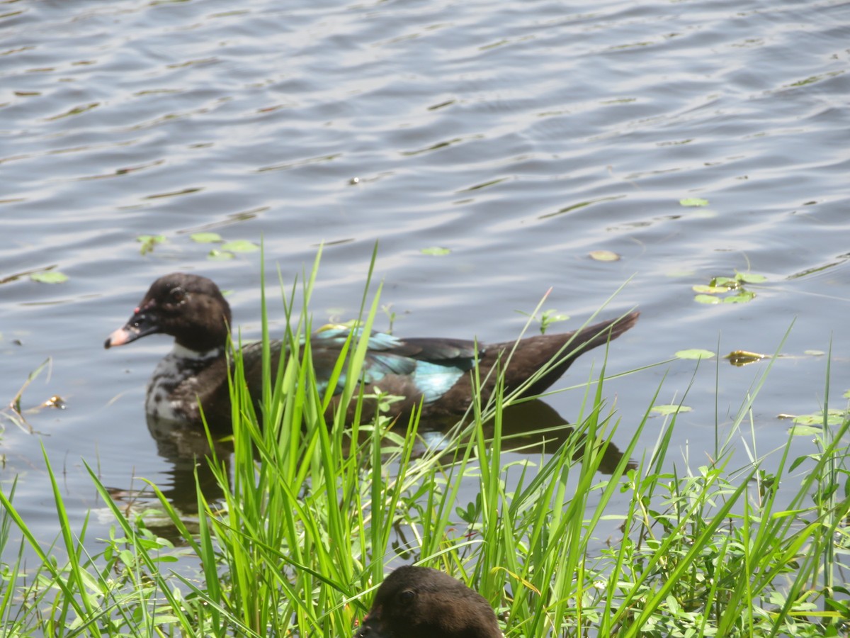 Muscovy Duck (Domestic type) - ML622108522