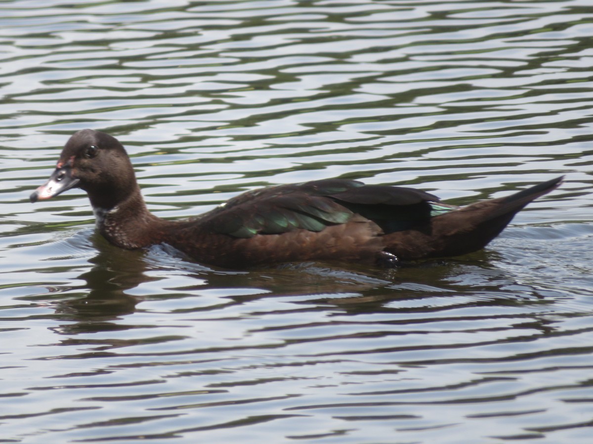 Muscovy Duck (Domestic type) - ML622108523