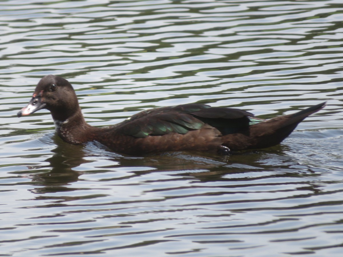 Canard musqué (forme domestique) - ML622108523