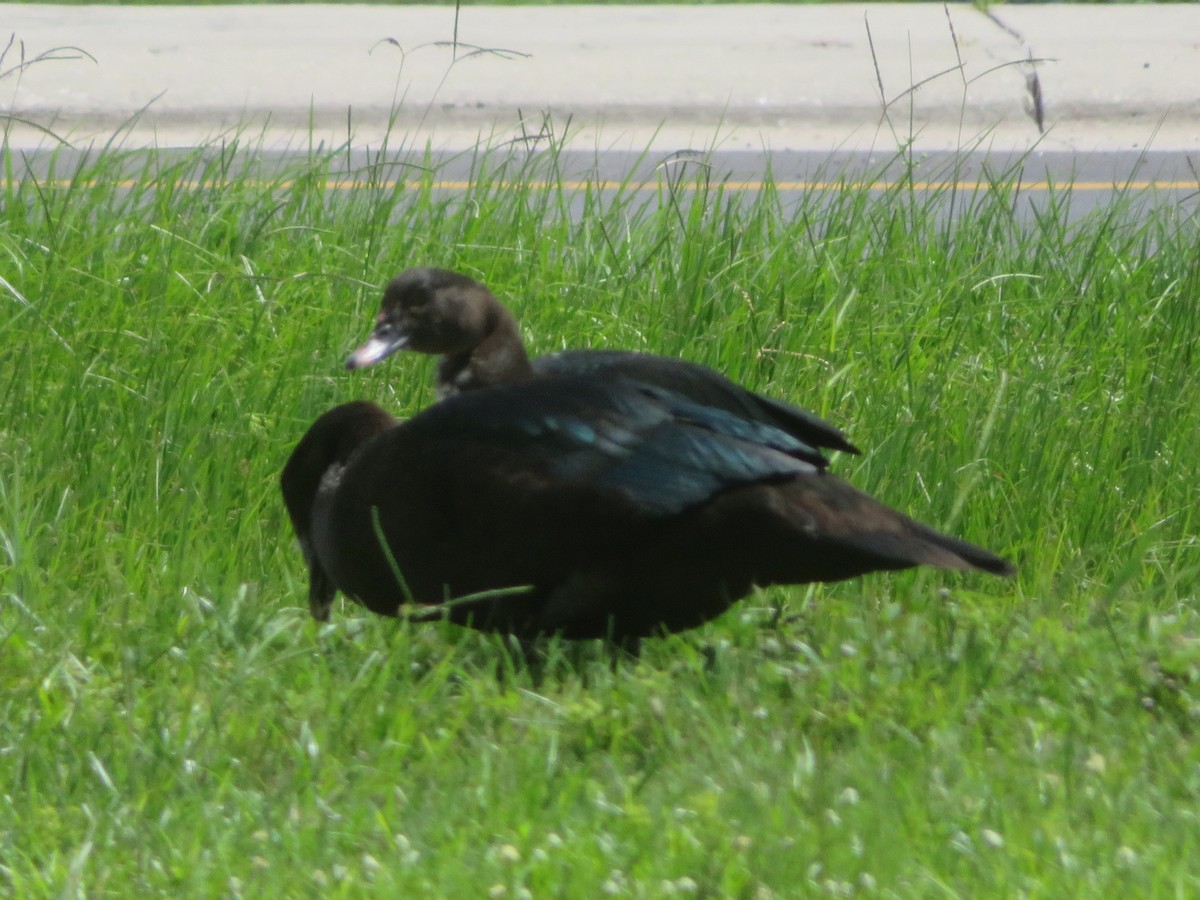 Muscovy Duck (Domestic type) - ML622108524