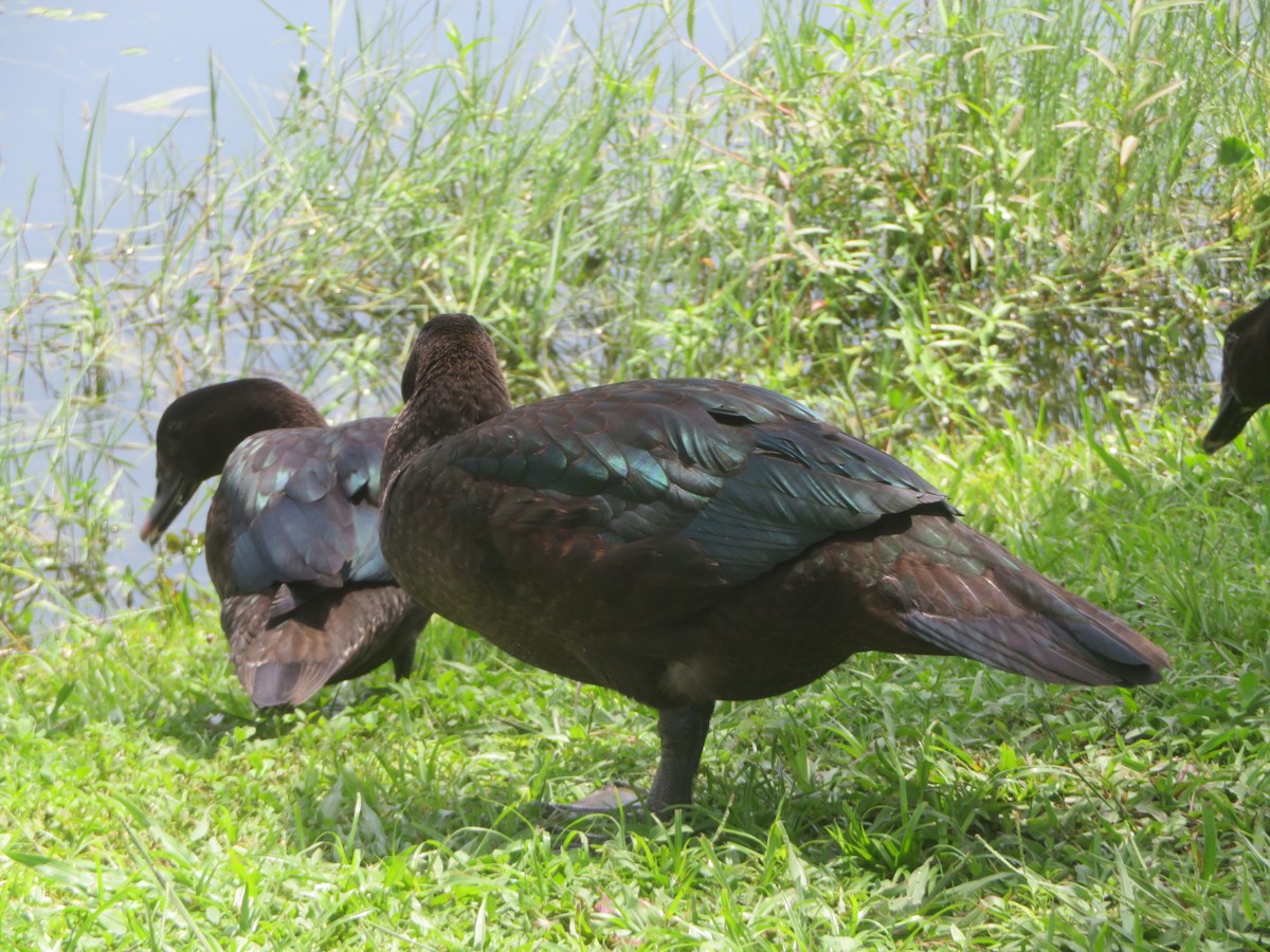 Muscovy Duck (Domestic type) - ML622108525