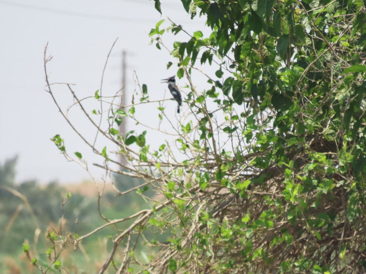 Pied Kingfisher - ML622108571