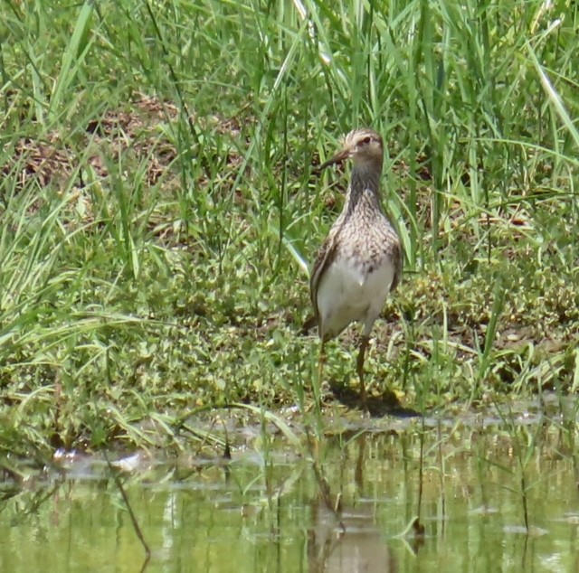 Pectoral Sandpiper - alice horst