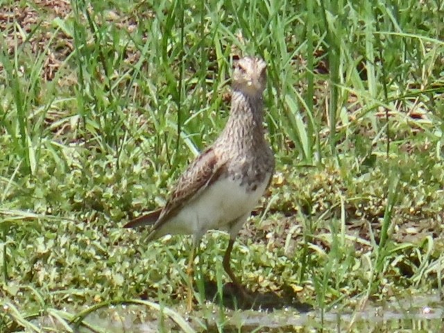 Pectoral Sandpiper - alice horst