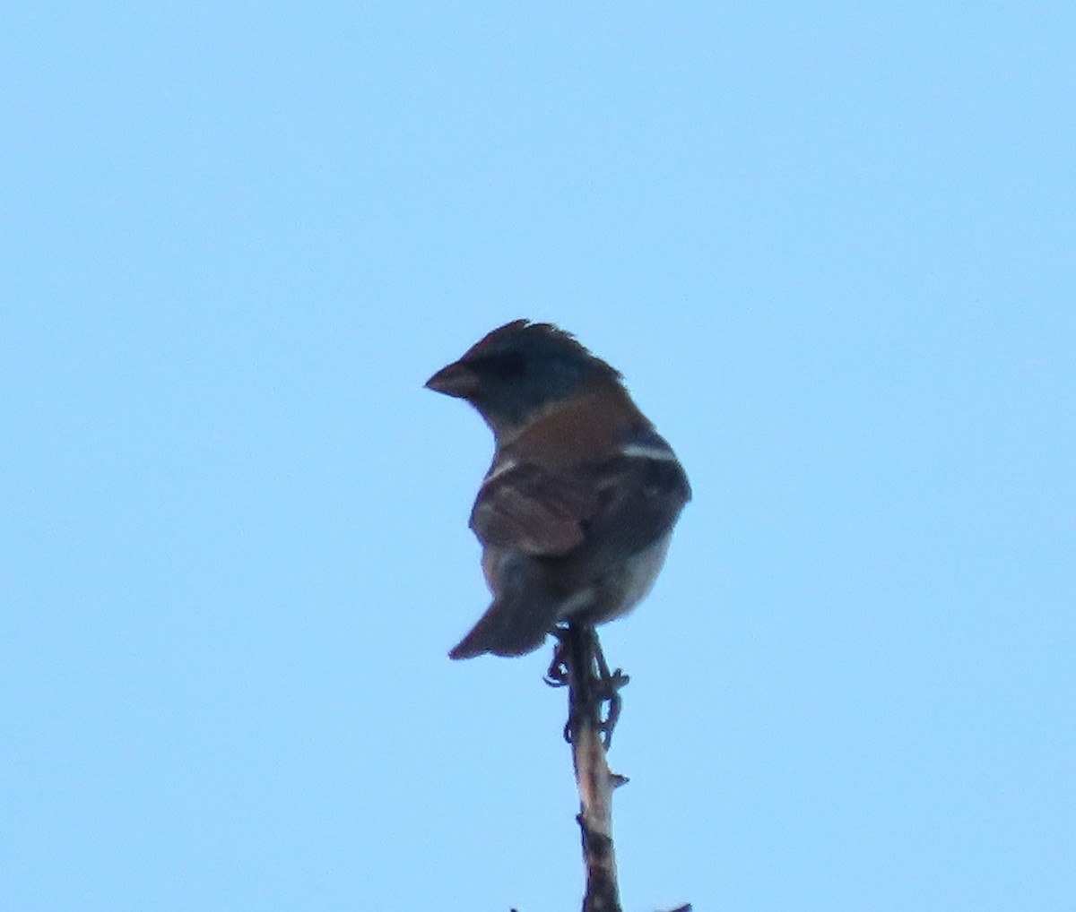 Lazuli Bunting - ML622108584