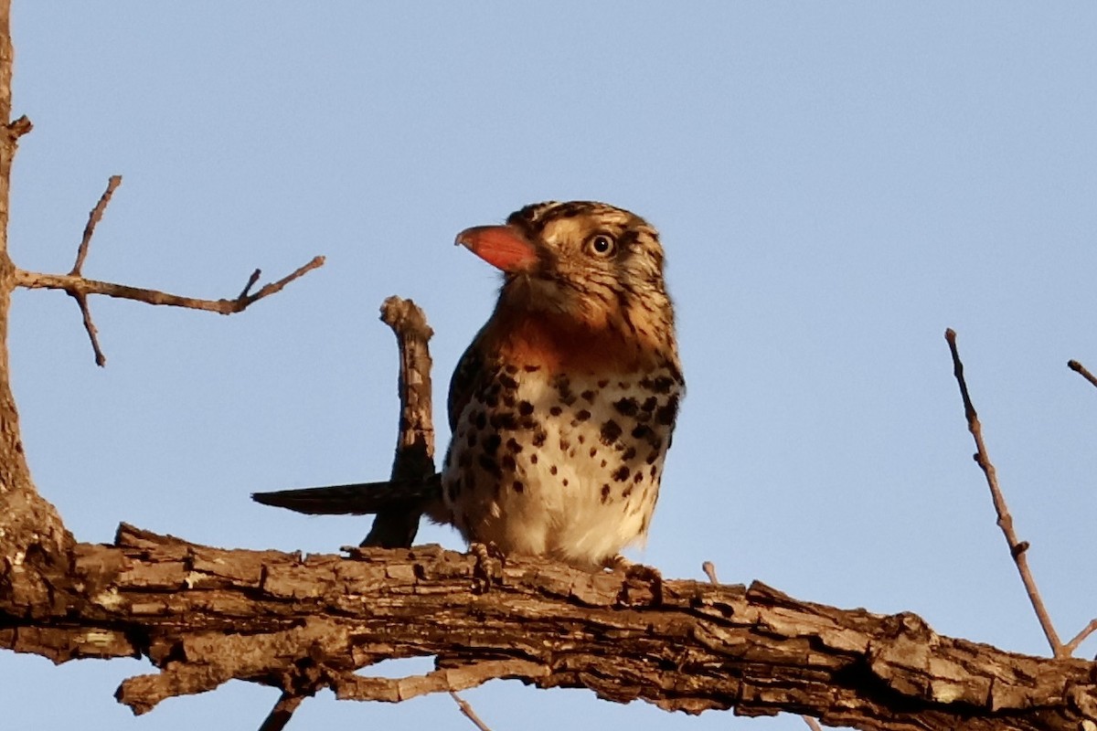 Spot-backed Puffbird - ML622108585