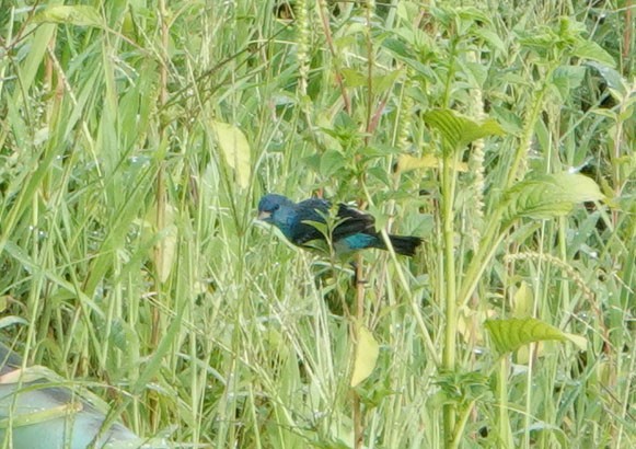 Indigo Bunting - ML622108593