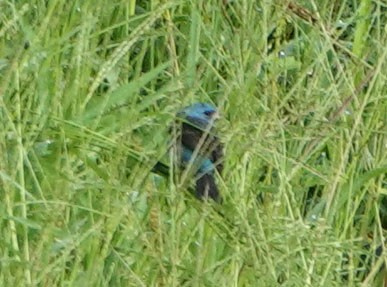 Indigo Bunting - ML622108594