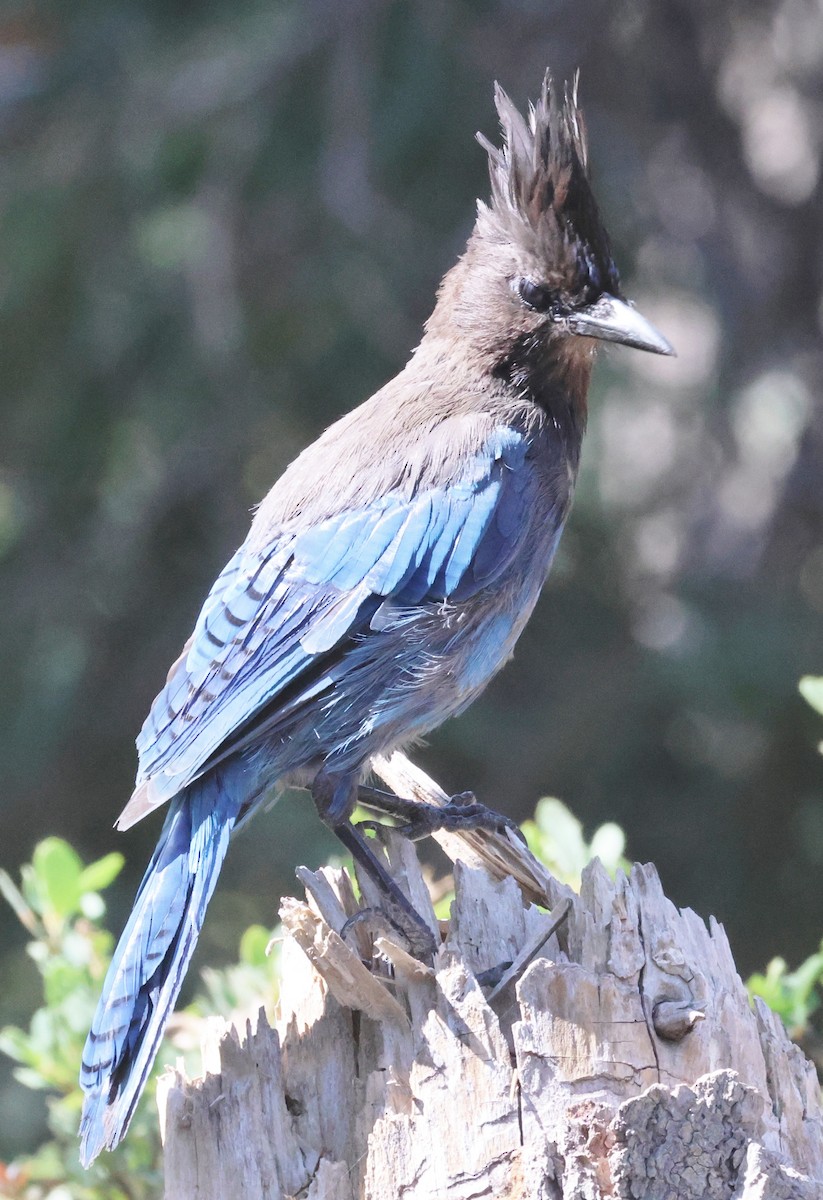 Steller's Jay - ML622108595