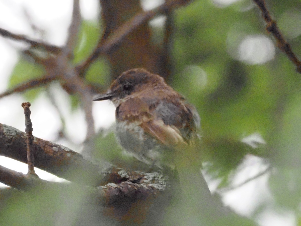 Eastern Phoebe - ML622108596