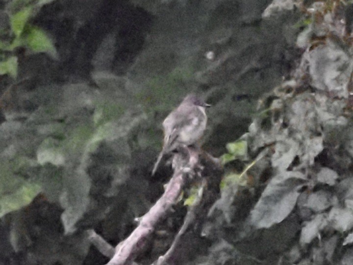 Eastern Phoebe - ML622108597