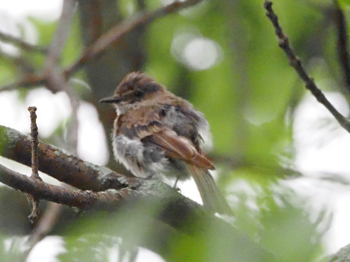 Eastern Phoebe - ML622108598