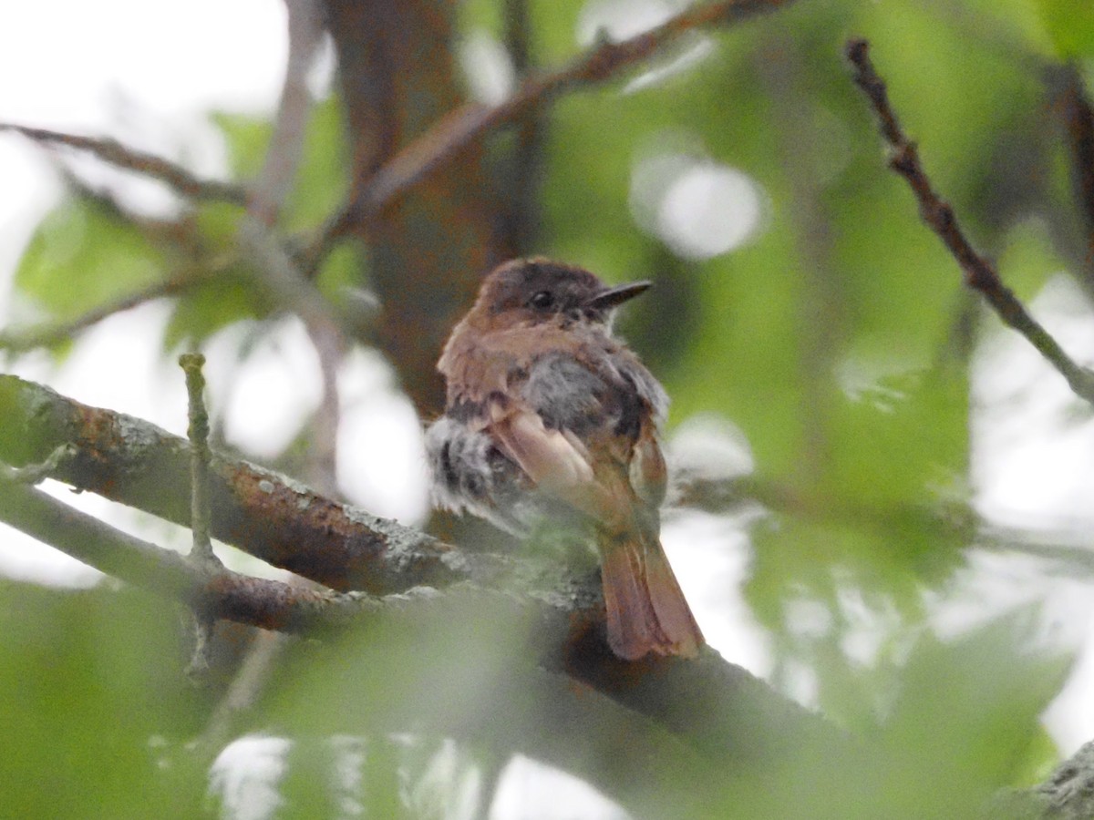 Eastern Phoebe - ML622108599