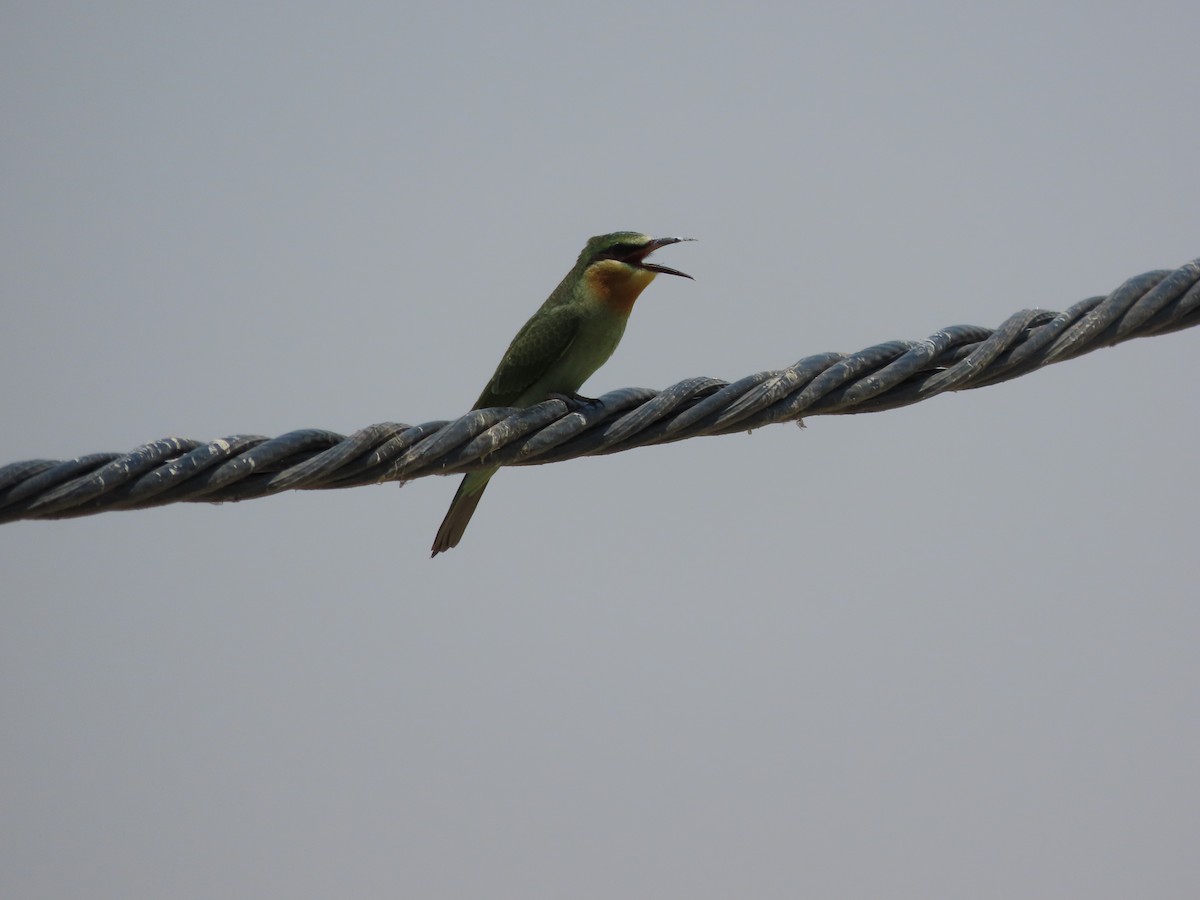 Blue-cheeked Bee-eater - ML622108600