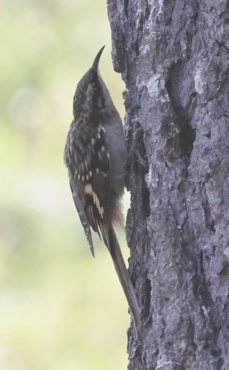 Brown Creeper - ML622108601