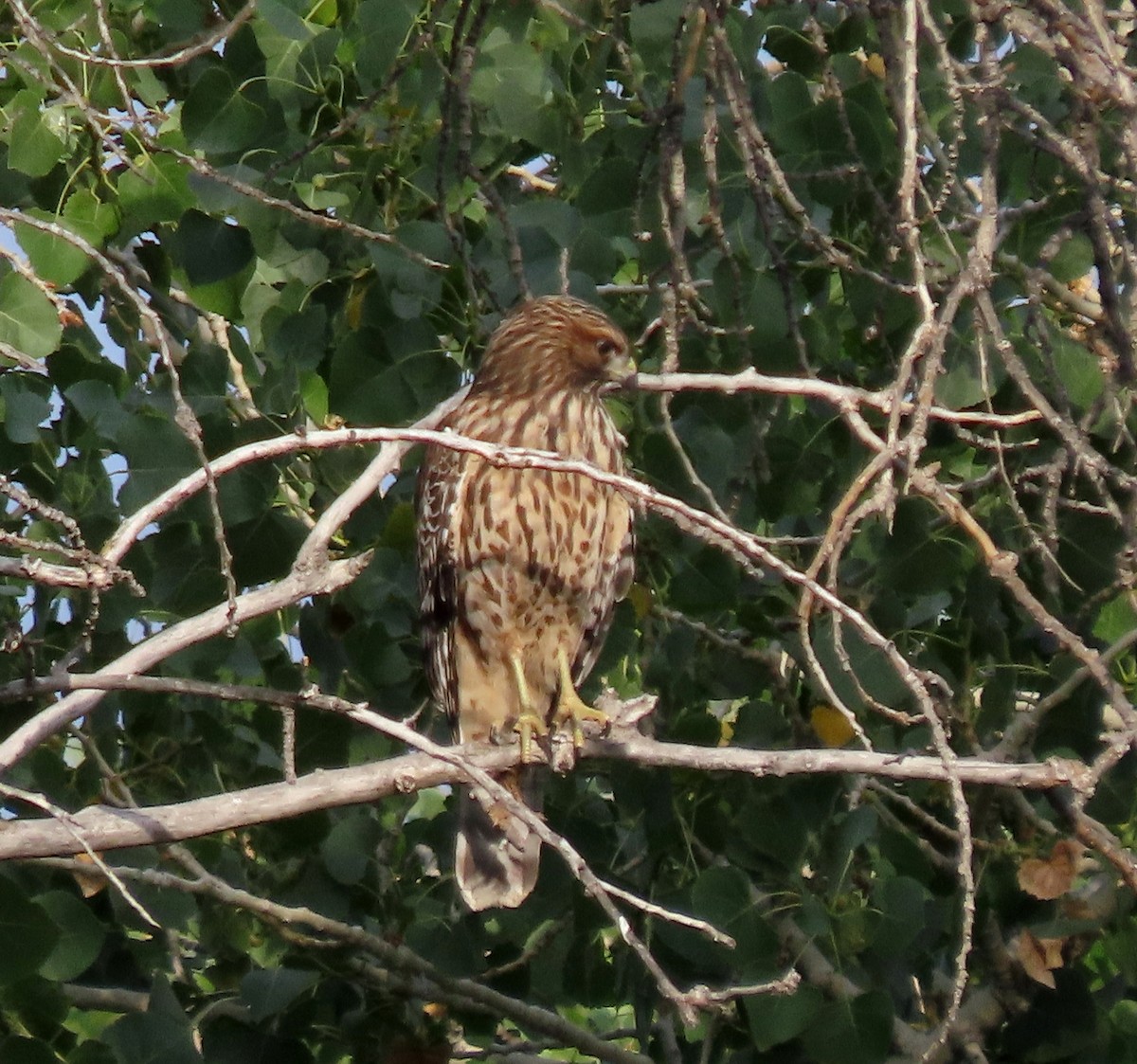 Red-shouldered Hawk - ML622108602